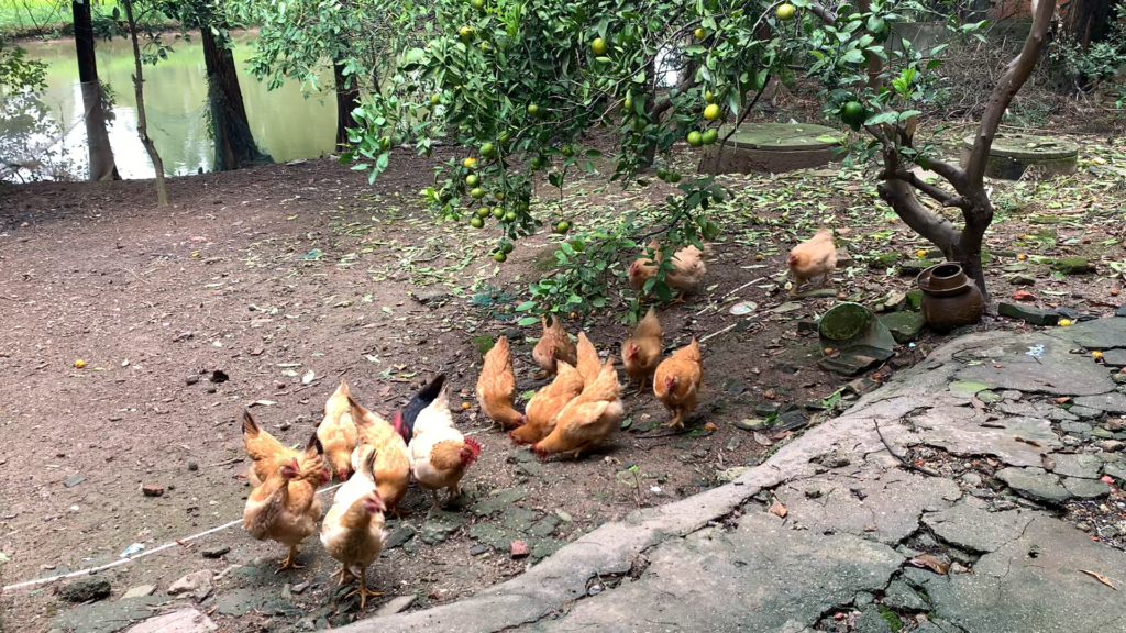 My daughter with the chickens in my parents’ backyard