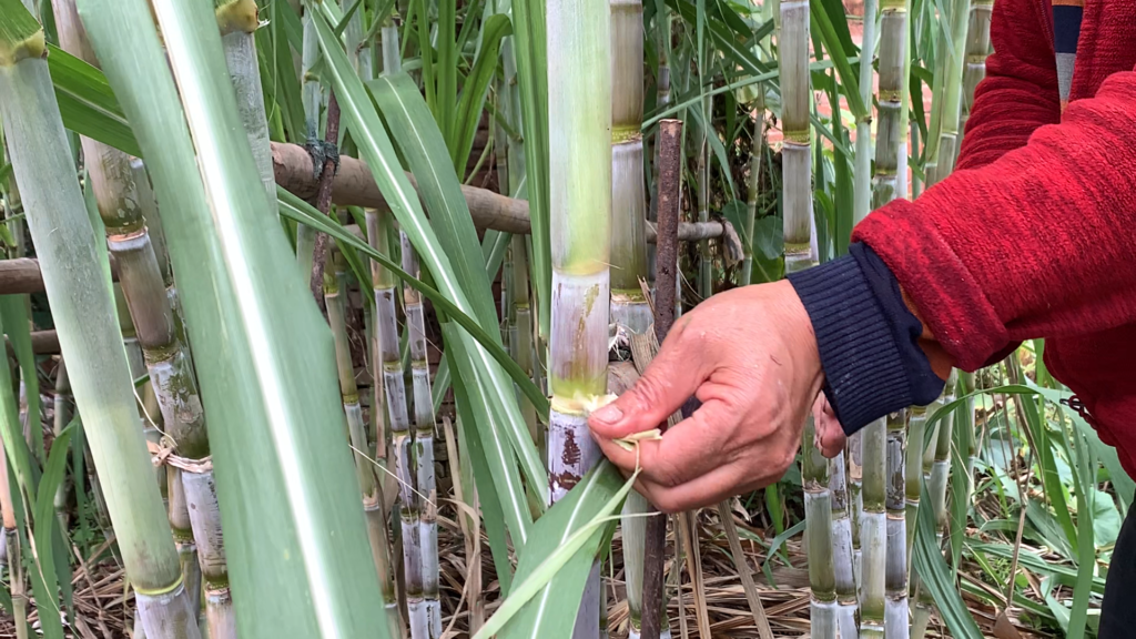 Dad stripping leaves from sugarcane in the family garden