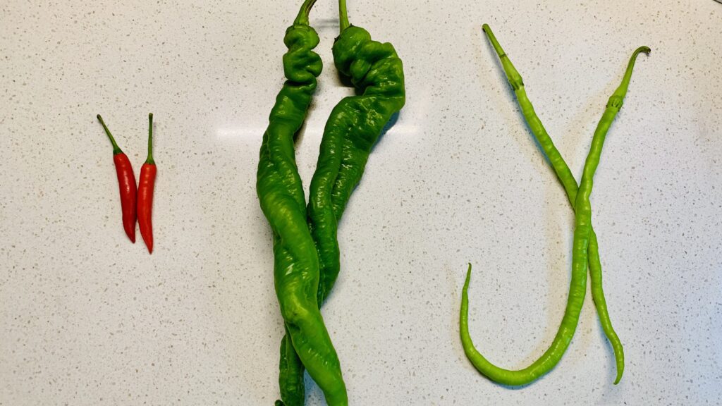 Three kinds of Hunan chili peppers: chaotianjiao, luosijiao and qingxianjiao