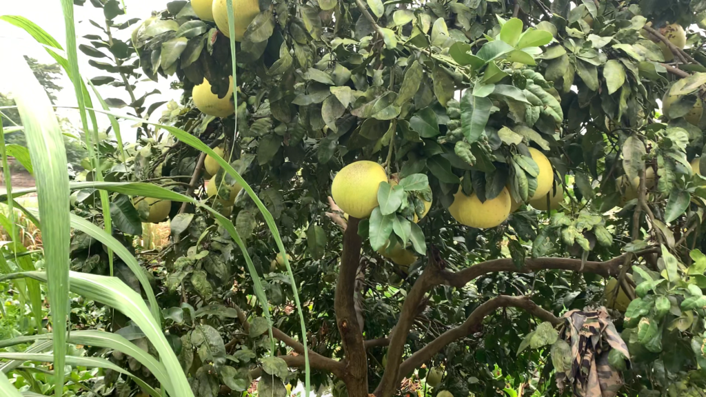 A white pomelo tree next to the sugarcane
