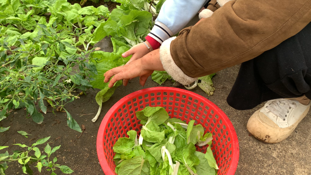 Grandma and granddaughter picking baby bok choy