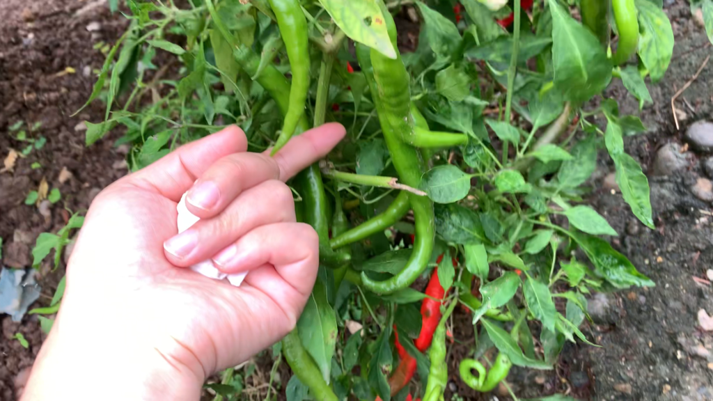 A chili pepper plant weighed down by peppers